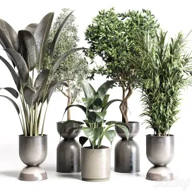 Pot plant ficus rubbery palm concrete dirt vase